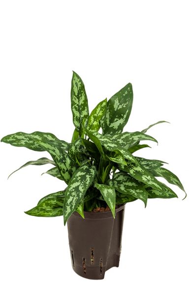 Aglaonema maria hydro plant