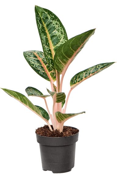 Aglaonema orange flame