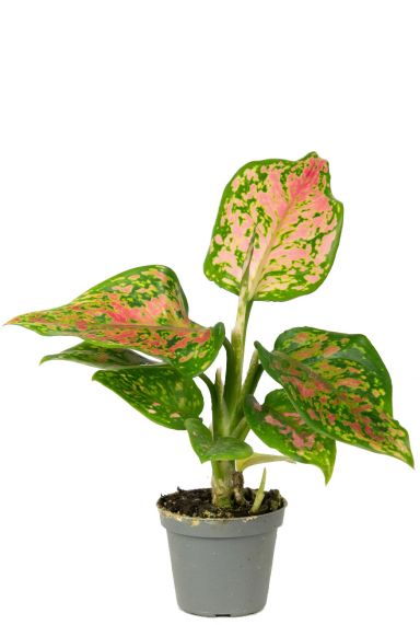 Aglaonema red valentine planten