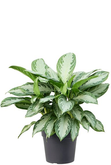 Aglaonema silver bay 11