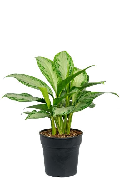 Aglaonema silver bay 8