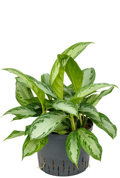 Aglaonema silver bay hydro plant