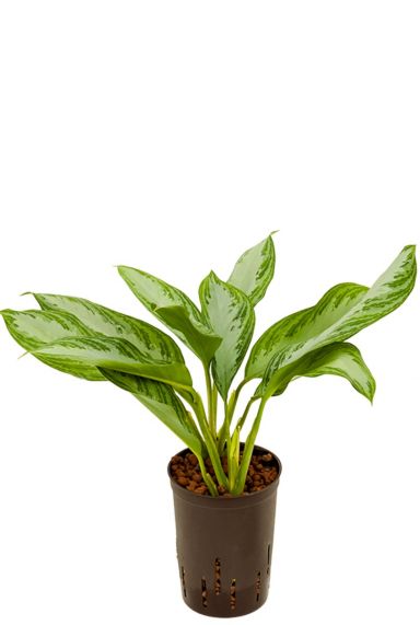 Aglaonema silver bay hydrocultuur