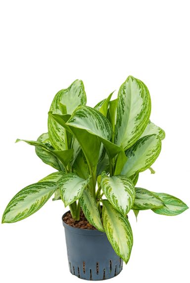 Aglaonema silver bay hydrocultuur 1