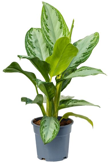 Aglaonema silver bay pot17