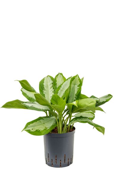 Aglaonema silver moon plant hydro