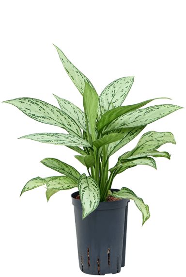 Aglaonema silver queen 3