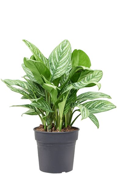 Aglaonema stripes 27