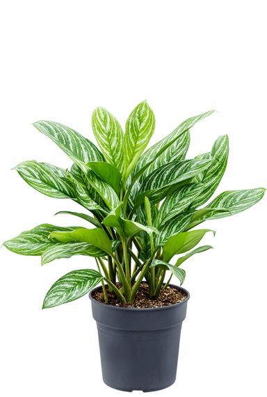Aglaonema stripes 4