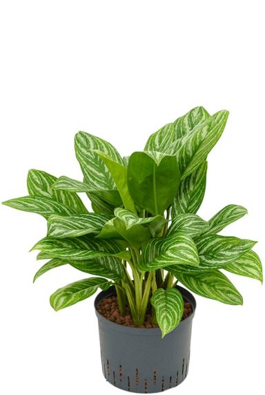 Aglaonema stripes hydrocultuur plant