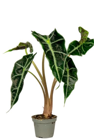 Alocacia-polly-skeletplant-stekje