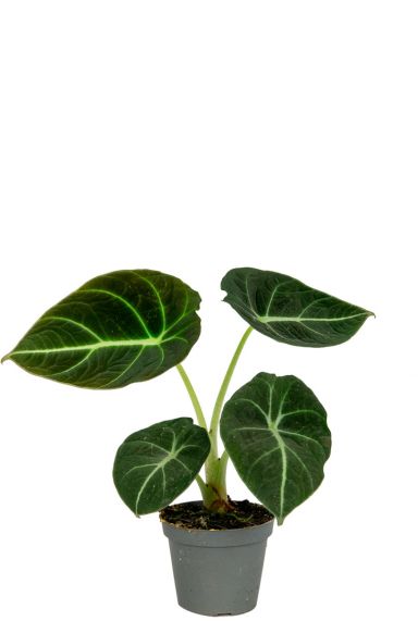 Alocasia-black-velvet-123planten