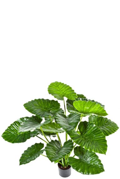 Alocasia calidora zijdeplant