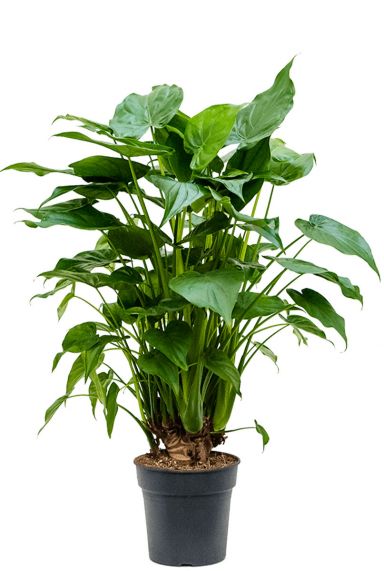 Alocasia cucullata 1