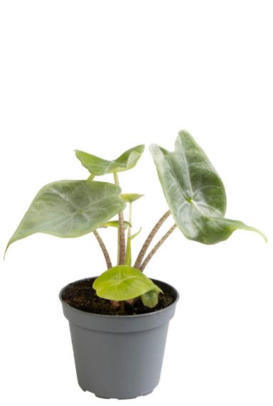 Alocasia ivory coast
