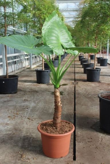 Alocasia macrorrhiza 2