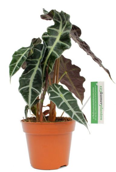 Alocasia polly skeletplant kamerplant