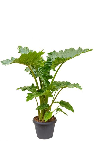 Alocasia portadora kamerplant