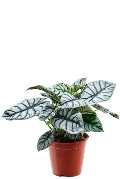Alocasia silver dragon 1