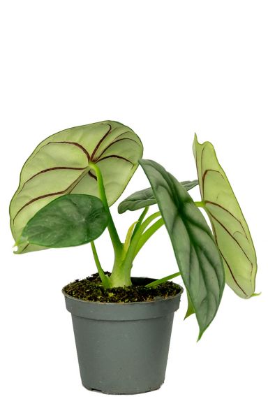 Alocasia stekje