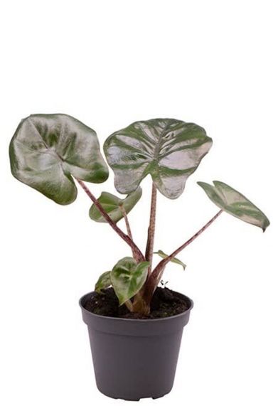 Alocasia yucatan princess plant 1