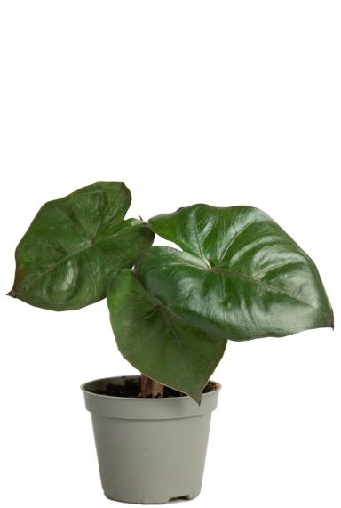 Alocasia yucatan princess plants