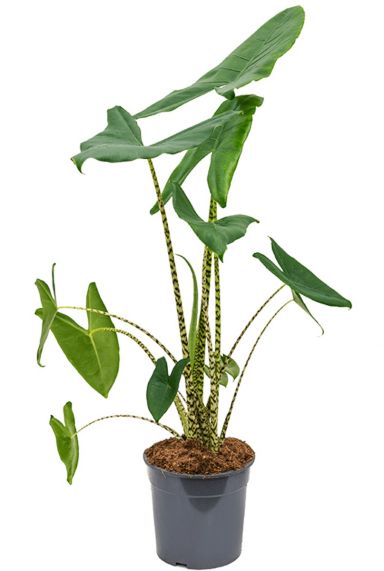 Alocasia zebrina plant