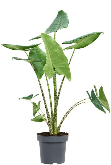 Alocasia zebrina plant 2