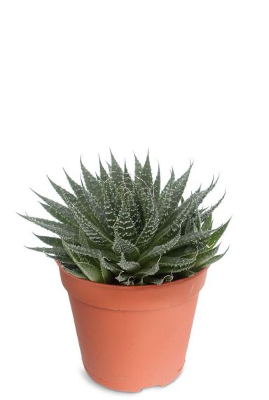 Aloe aristata plantje