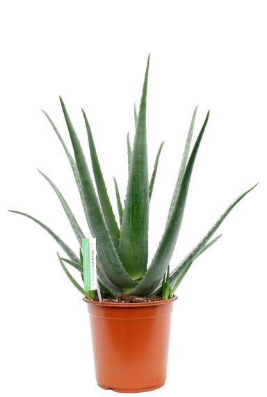 Aloe vera barbadensis plant