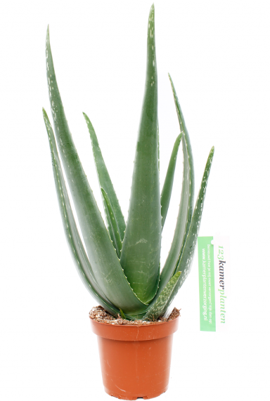 Aloe vera vetplant