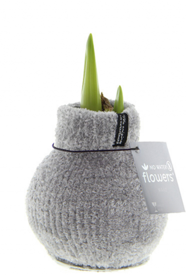 Amaryllis cozy fluffy grijs