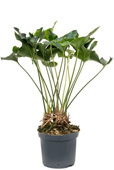 Anthurium arrow kamerplant