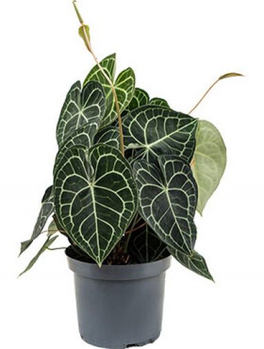 Anthurium clarinervium