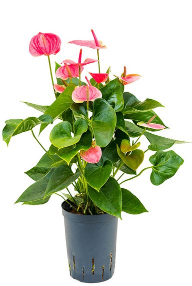 Anthurium sweet dream hydro kamerplant
