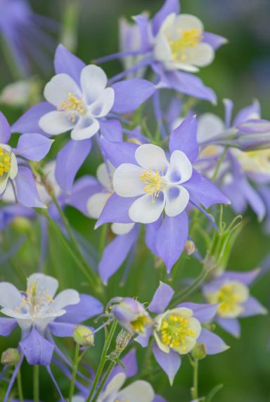 Aquilegia magic blue white tuinplant