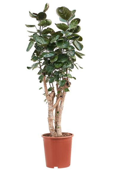 Aralia fabian