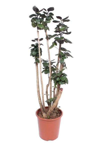 Aralia polyscias fabian 1