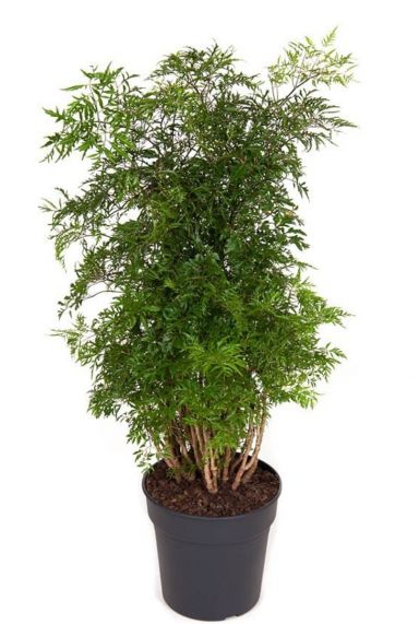 Aralia polyscias ming planten