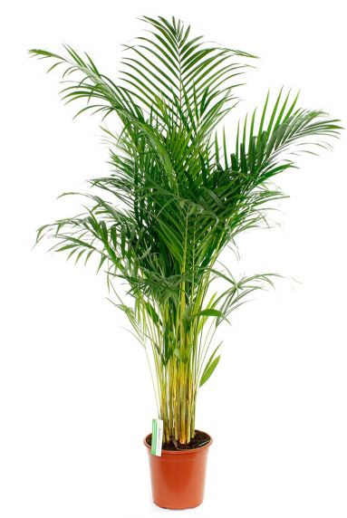 Areca palm kamerplant