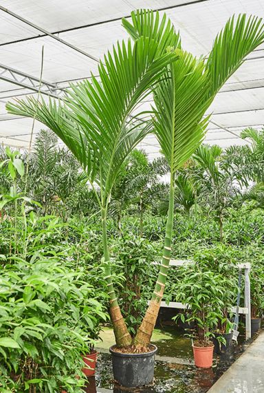 Areca catechu dwarf palmboom