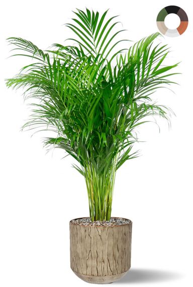 Areca in bloempot
