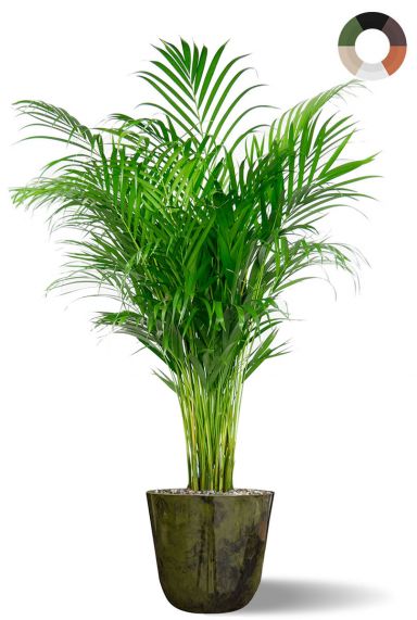 Areca in sierpot groen