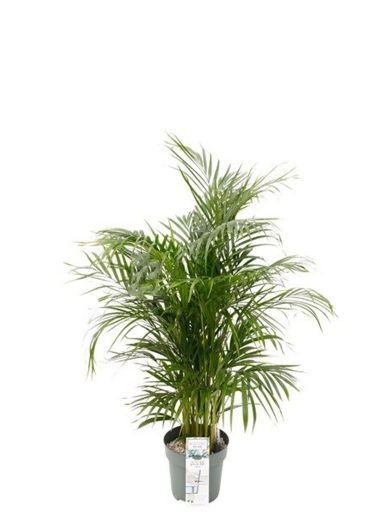 Areca kamerplant palm
