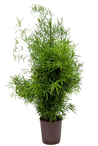 Asparagus falcatus hydro plant