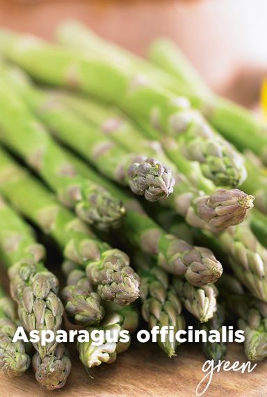 Asparagus officinalis green bloembollen