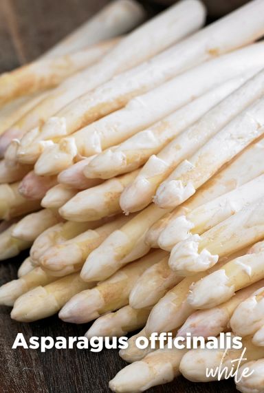 Asparagus officinalis white bloembollen