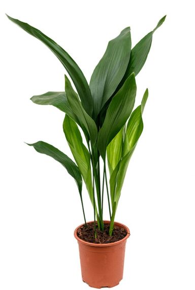 Aspiditra elatior kamerplant