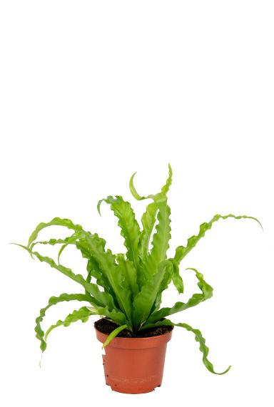 Asplenium-antiquum-osaka-plante d'intérieur