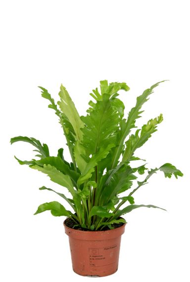 Asplenium-nindus-kamerplant